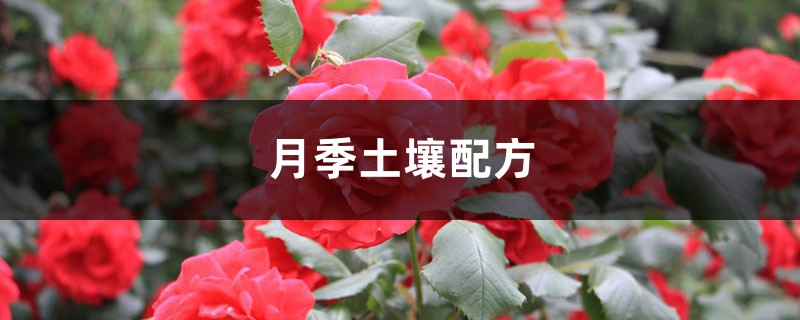 月季土壤配方 月季土壤配方
