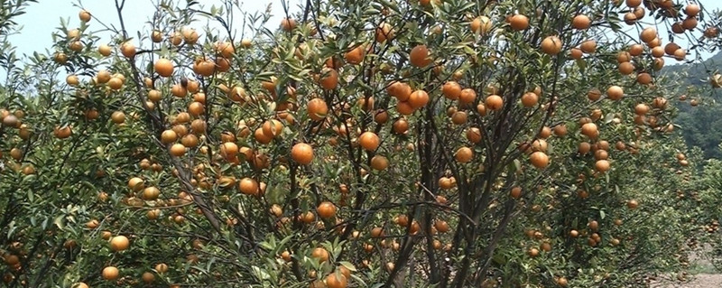 橘子树苗种植方法 橘子树苗种植方法