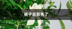 栀子花剪秃了能活吗