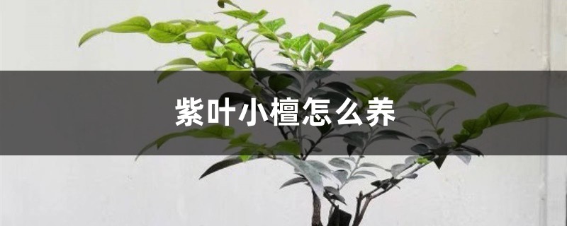 小叶紫檀怎么养 小叶紫檀怎么养