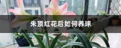 朱顶红花后如何养球