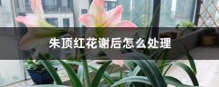 朱顶红花谢后怎么处理