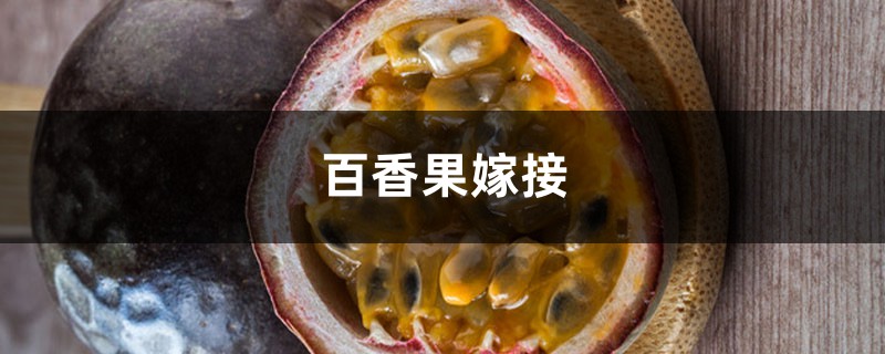 百香果如何嫁接