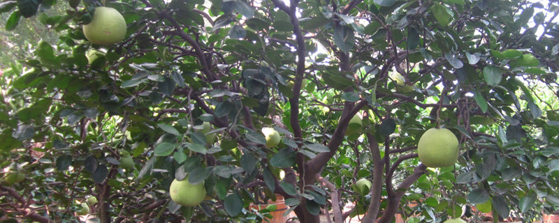 柚子树如何嫁接杂柑