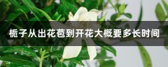 栀子从出花苞到开花大概要多长时间