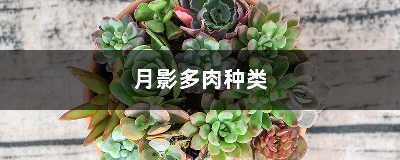 月影多肉种类 月影多肉种类