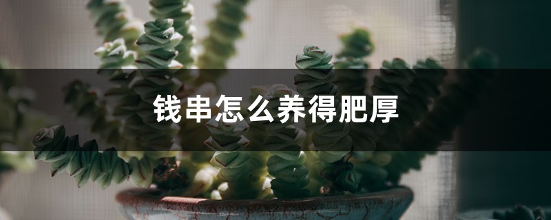 钱串怎么养才能肥厚一些 钱串怎么养才能肥厚一些