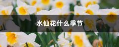 水仙花什么季节开，如何催花