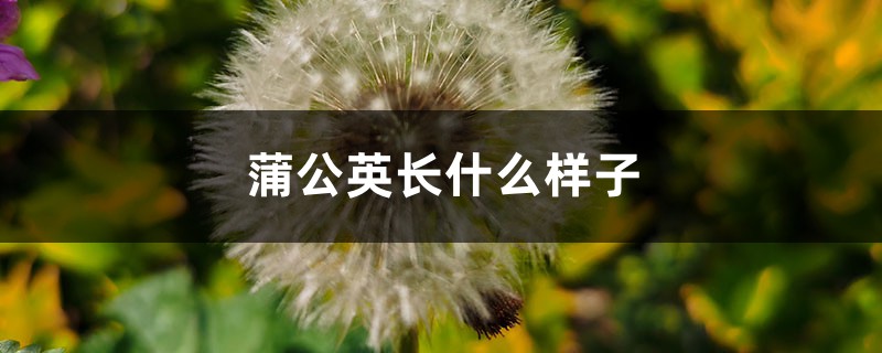 蒲公英长什么样子 蒲公英长什么样子