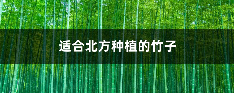 适合北方种植的竹子 适合北方种植的竹子