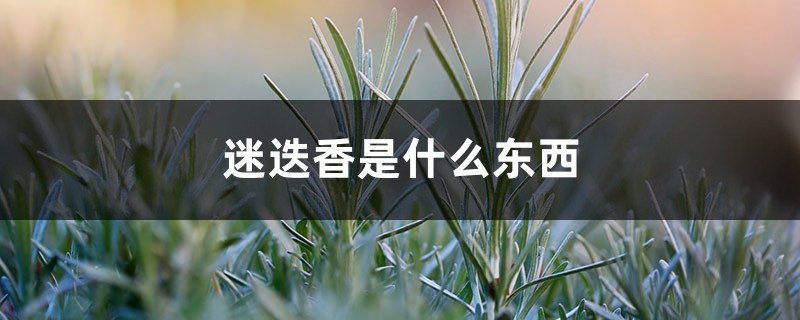 迷迭香是什么东西 迷迭香是什么东西