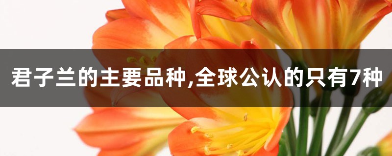 君子兰常见的主要品种 君子兰常见的主要品种