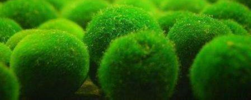 海里的植物有什么 海里的植物有什么