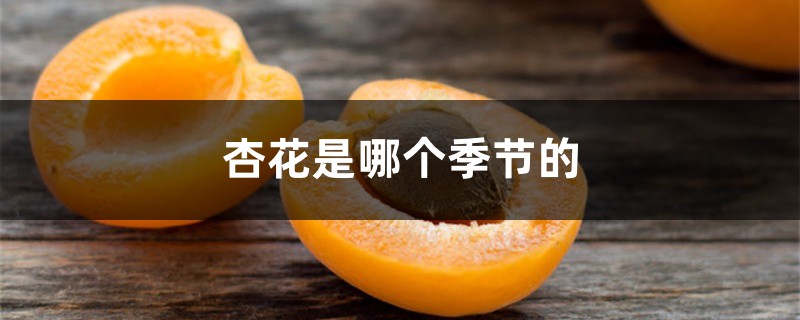 杏花哪个季节开放 杏花哪个季节开放