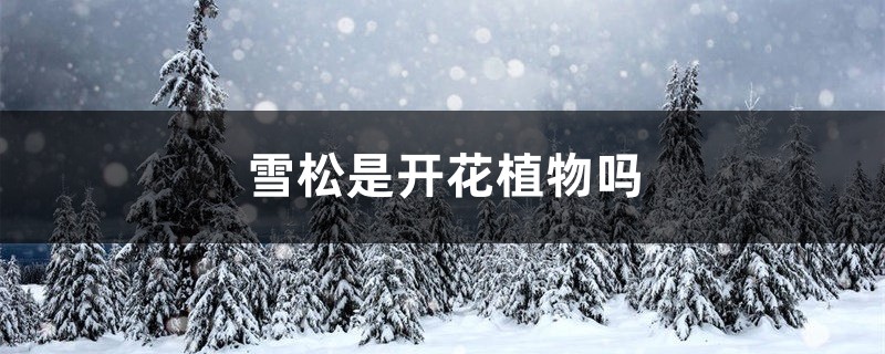雪松是开花植物吗 雪松是开花植物吗