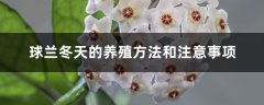 球兰怎么养（四季养护），快速开花的小窍门