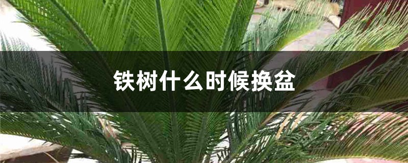 铁树什么时候换盆 铁树什么时候换盆