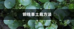 铜钱草的土栽方法