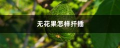 无花果怎样扦插