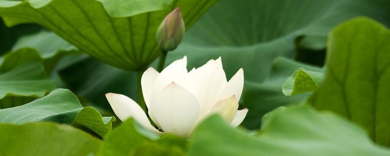 王莲是什么植物,是水生植物吗 王莲是什么植物,是水生植物吗