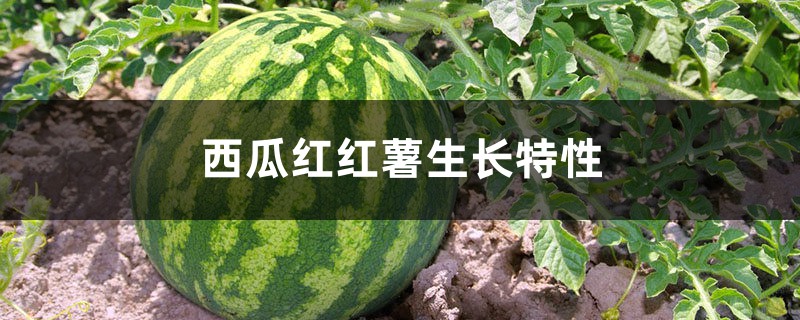 西瓜红红薯的生长特性 西瓜红红薯的生长特性