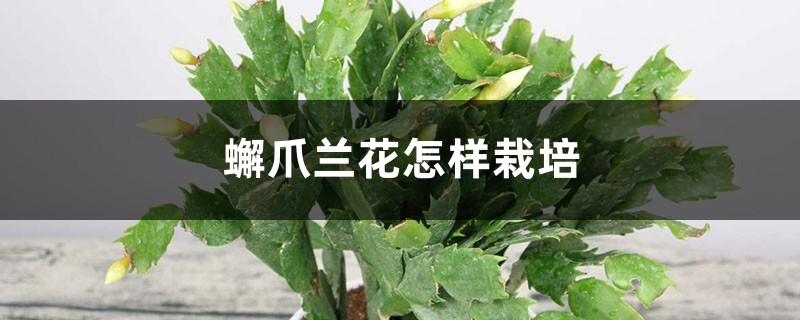 蟹爪兰怎样栽培 蟹爪兰怎样栽培