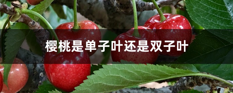 樱桃是单子叶还是双子叶 樱桃是单子叶还是双子叶