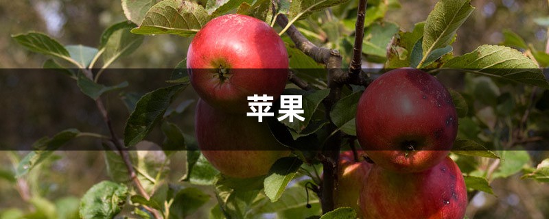苹果苗品种介绍(红肉苹果苗、红心苹果苗) 苹果苗品种介绍(红肉苹果苗、红心苹果苗)