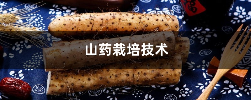 山药栽培技术 山药栽培技术