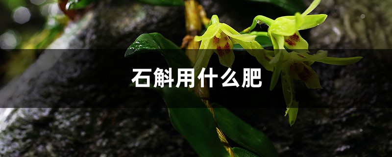 盆栽石斛施什么肥 盆栽石斛施什么肥