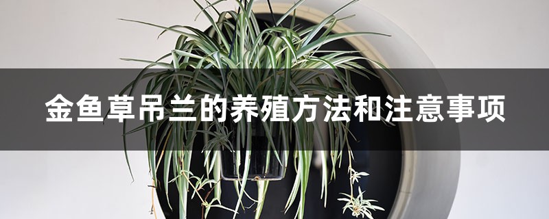 金鱼草吊兰怎么养,能爆盆吗 金鱼草吊兰怎么养,能爆盆吗