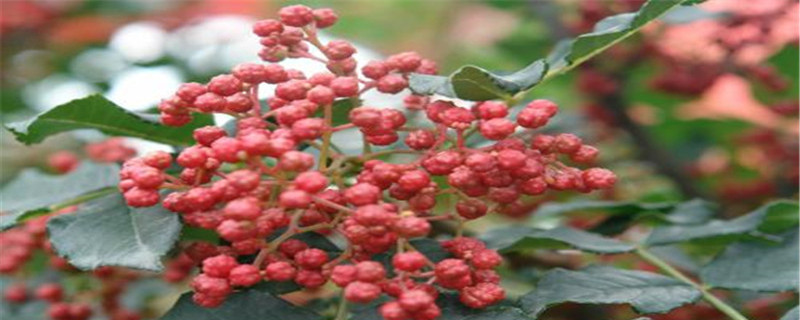 花椒种子怎样育苗，花椒苗什么时候种植