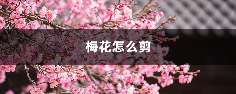 梅花怎么剪枝,什么时候剪枝 梅花怎么剪枝,什么时候剪枝