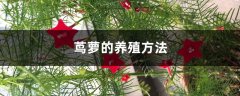 茑萝的养殖方法及注意事项大全