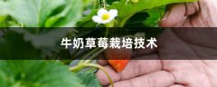 牛奶草莓怎么种，是用牛奶浇吗