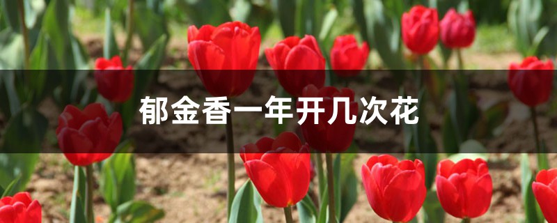 郁金香花期和养护方法