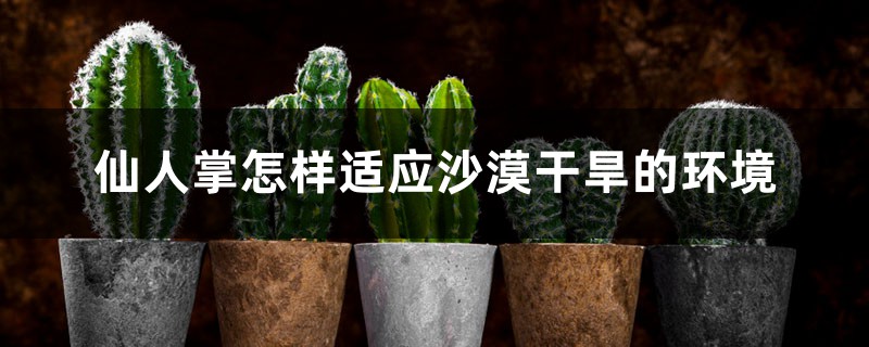 仙人掌怎样适应沙漠干旱的环境 仙人掌怎样适应沙漠干旱的环境