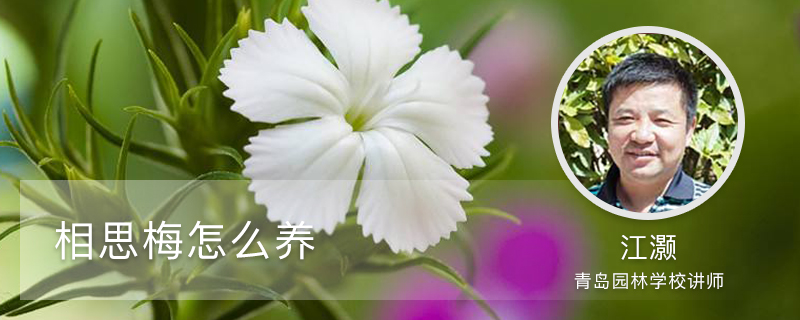 相思梅怎么养 相思梅怎么养