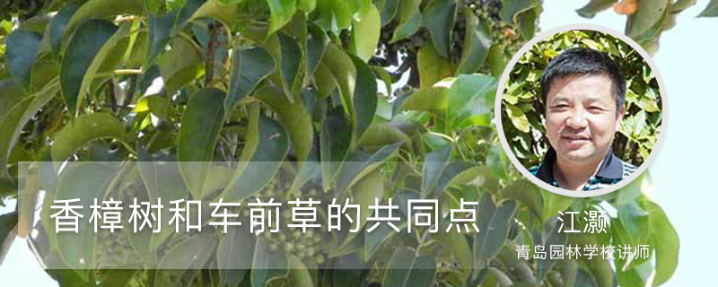 香樟树和车前草的共同点 香樟树和车前草的共同点