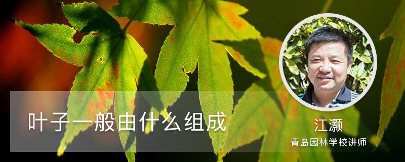 叶子一般由什么组成 叶子一般由什么组成