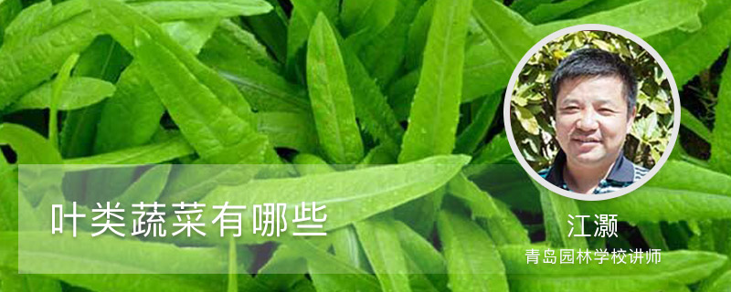 叶类蔬菜有哪些 叶类蔬菜有哪些