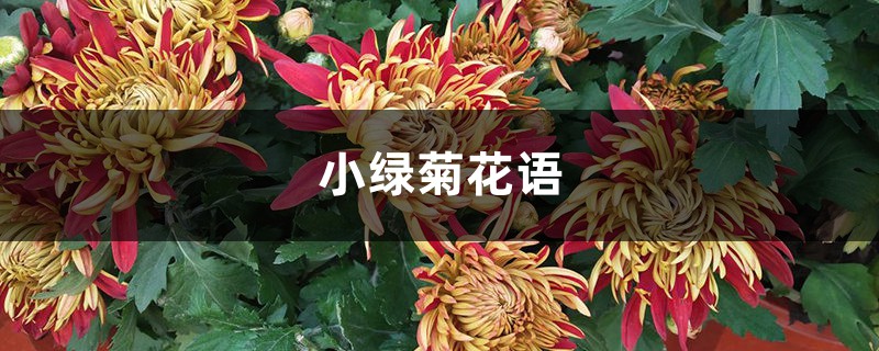 小绿菊花语