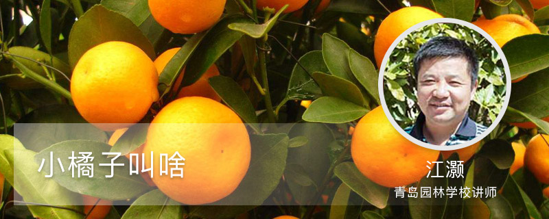 小橘子叫啥 小橘子叫啥