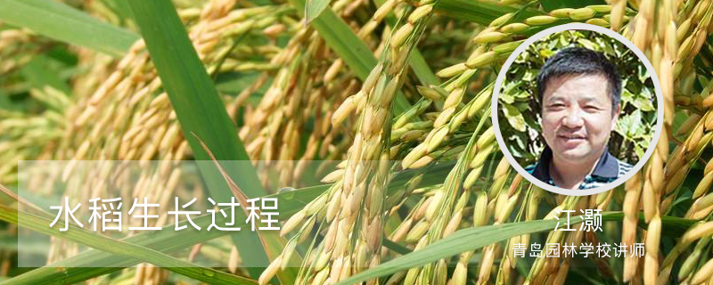 水稻生长过程 水稻生长过程