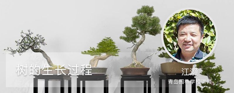 树的生长过程 树的生长过程