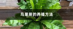 鸟巢蕨的养殖方法和注意事项大全