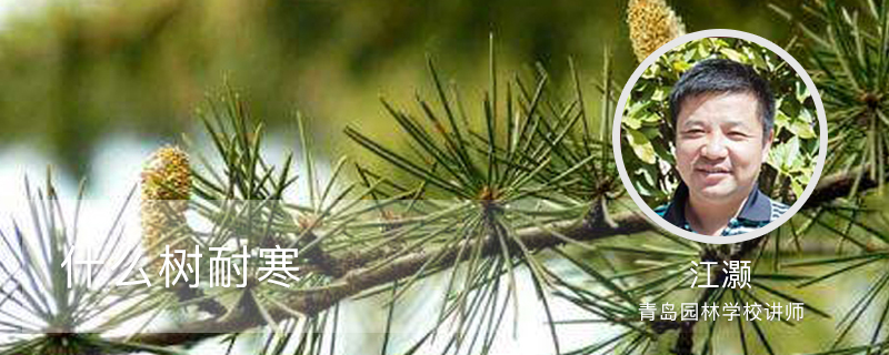 什么树耐寒 什么树耐寒