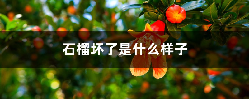 石榴坏了是什么样子 石榴坏了是什么样子