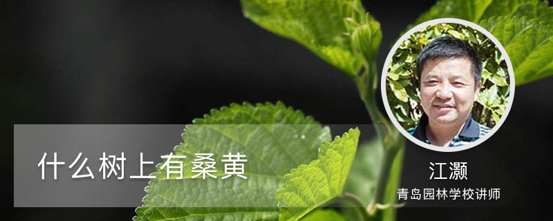什么树上有桑黄 什么树上有桑黄