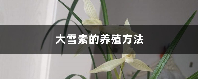 大雪素的养殖方法和注意事项大全 大雪素的养殖方法和注意事项大全